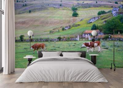 Abruzzo mountain landscape with grazing cows, scenic nature photography Wall mural