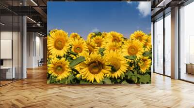 Sunflower field under blue sky Wall mural