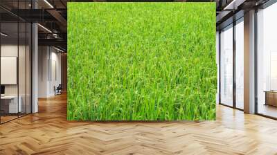 Rice farm in the paddy field. Green fresh paddy rice field with green leaf and Sunlight in the morning time. Wall mural