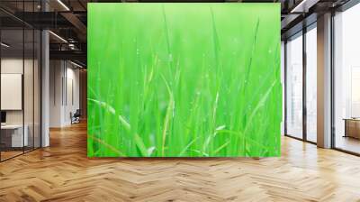 green grass in the wind Wall mural