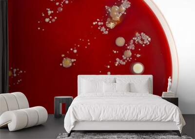 an agar plate with microorganisms Wall mural