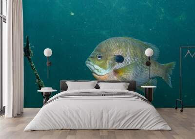 Bluegill in a blue lake Wall mural