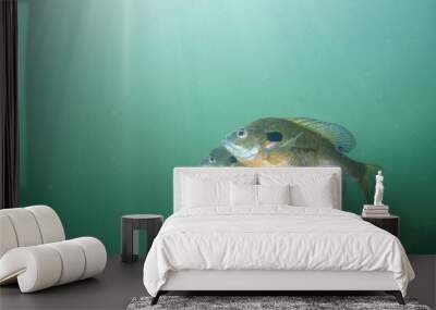 Two bluegill swimming with sun over the water Wall mural