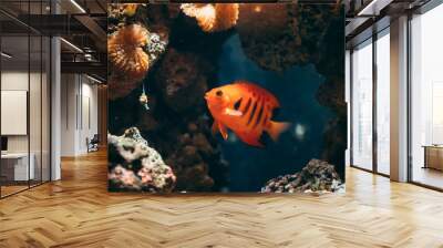 Flame Angelfish, Flame Angel Fish, Flame Angel Or Centropyge Loricula Swimming In Aquarium Wall mural