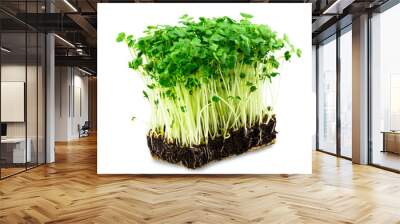 fresh green cress salad on the white background Wall mural