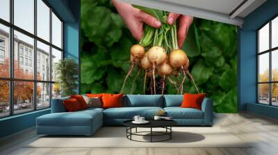 Organic freshly picked yellow skinned Zlata radish root vegetable in farmer's, gardener's hands Wall mural