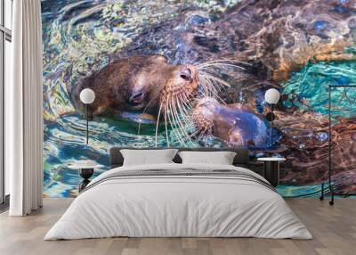 Galapagos islands. Ecuador. Two galapagos fur seals swim on the water surface. Sea lions in water. Bartolome animals. San Salvador isla fauna. Galapagos unique wild animal life. Tours to Ecuador. Wall mural