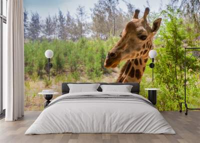 The head of a giraffe. Africa Kenya. Wall mural