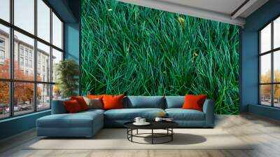 dark green grass background Wall mural