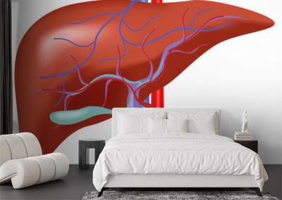 Human liver anatomy , liver vector with artery and vein blood Wall mural