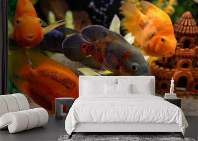 Beautiful colorful fish swim in the aquarium Wall mural