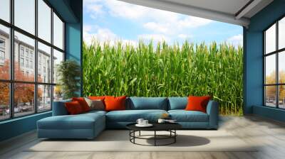 corn green field Wall mural