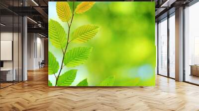 Young leaves with fresh green background in spring Wall mural