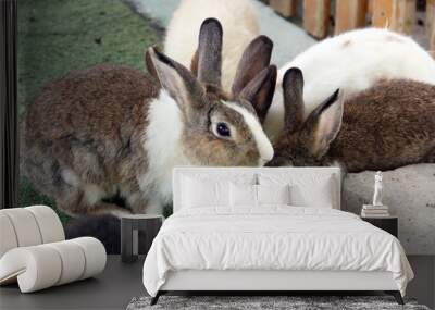 Rabbit Wall mural