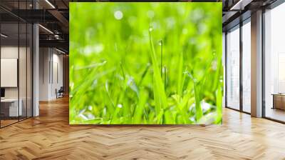 fresh green grass with water drops Wall mural