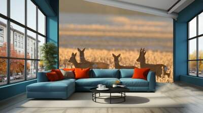 roe deer Wall mural