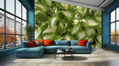 Hosta plant Wall mural