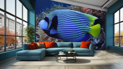 Exotic fish Wall mural