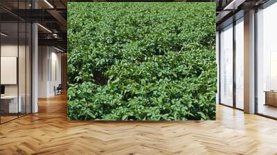 Growing potatoes  Wall mural