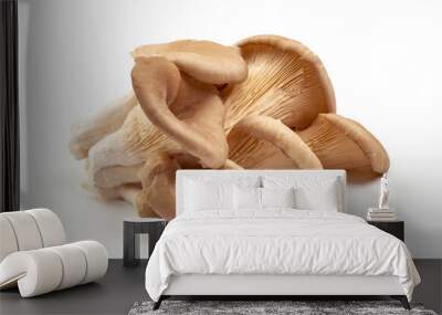 Oyster mushrooms - Pleurotus ostreatus, isolated on white background Wall mural