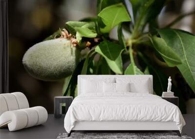 Wild almond nut in nature Wall mural