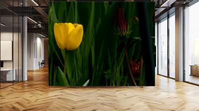 beautiful yellow tulip in the garden. Great copy space. Wall mural