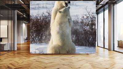 Two polar bears playing with each other in the tundra. Canada. An excellent illustration. Wall mural