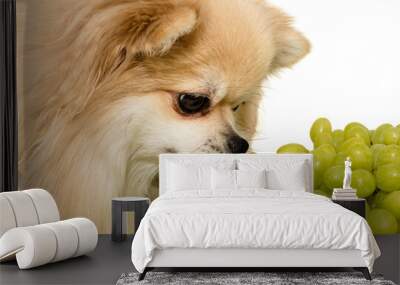 Pomeranian spitz eats fruit on a white background. Spitz isolate with grapes Wall mural