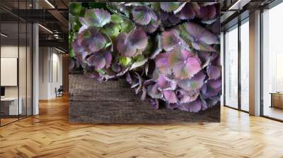 Hydrangeas blossoms Wall mural