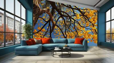 Branches and branches of yellow ipe tree with yellow flowers and cloudless blue sky background Wall mural