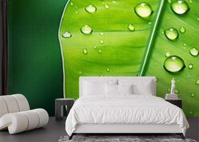 Fresh green leaf with water drop, relaxation nature concept, greenish background Wall mural