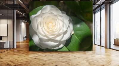 close-up of a flower, white camellia Wall mural