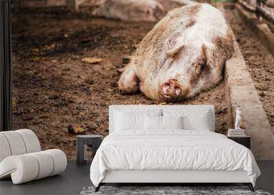 Fat muddy elder pig lean on the dirty floor of a farm Wall mural