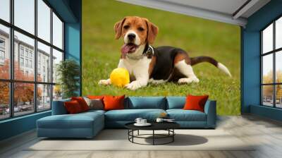 a beagle puppy plays with a ball in the park Wall mural