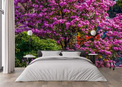 Handroanthus chrysanthus (araguaney or yellow ipê) and Tabebuia rosea, also called pink poui, and rosy trumpet tree Wall mural