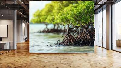 mangrove trees on shoreline conservation land from seawater abrasion. Copy space image. Place for adding text or design Wall mural