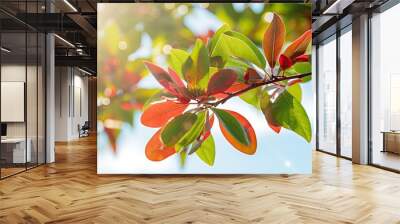 photinia tree with green and red leaves on sunny day. copy space available Wall mural