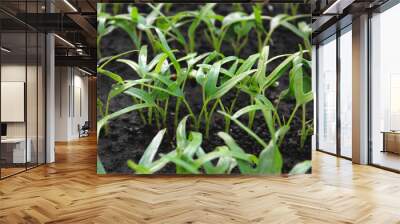 water spinach vegetable seeds that have just grown in the garden Wall mural