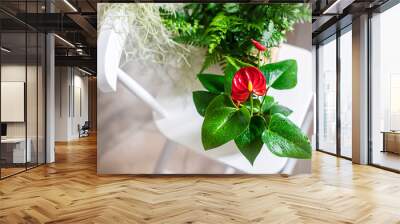 House plant red Anthurium in a pot on a wooden table. Anthurium andreanum. Flower Flamingo flowers or Anthurium andraeanum symbolize hospitality Wall mural