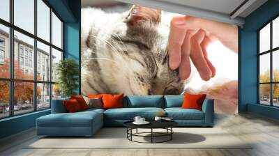 woman hand petting a cat head, love to animals Wall mural