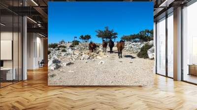 horses biokovo nature park croatia Wall mural