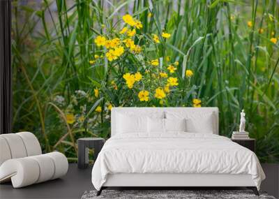 Yellow flowers in the grass -  Ranunculus flammula, the lesser spearwort  Wall mural