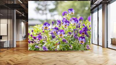 Purple flowers with trees in the background Wall mural