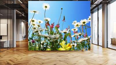 daisy flower in summer with blue sky Wall mural