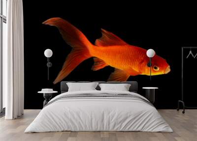  Goldfish isolated black background Wall mural