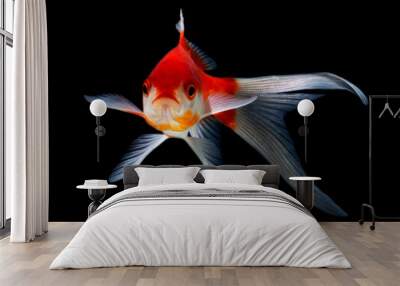  Goldfish isolated black background Wall mural