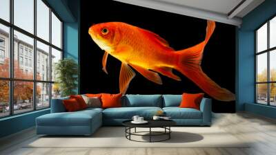  Goldfish isolated black background Wall mural