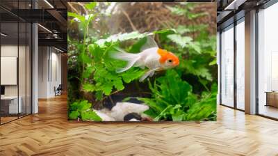 Carassius auratus goldfish nature background Wall mural