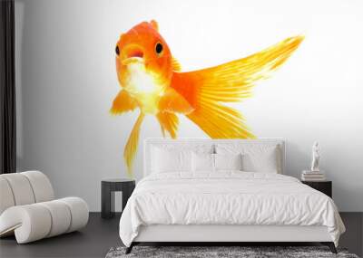 Gold fish isolated on a white background Wall mural