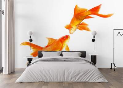 Gold fish isolated on a white background Wall mural